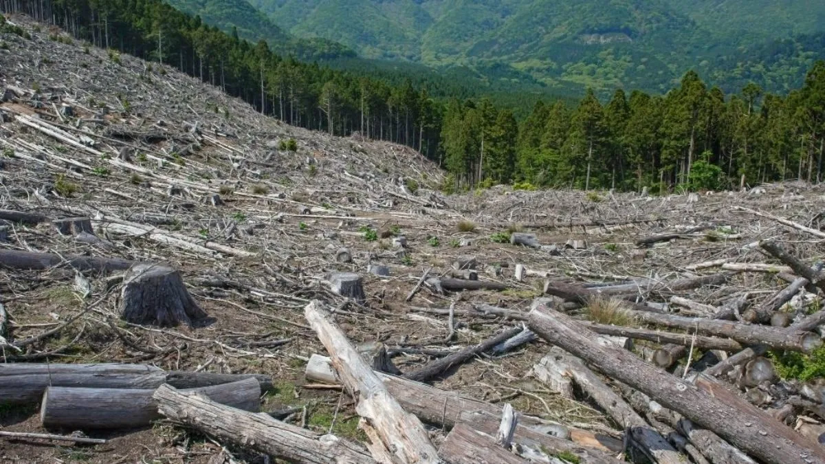 deforestation